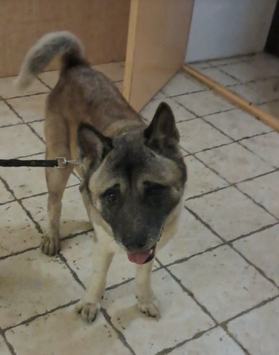 Отдам даром в добрые руки собаку породы Американская Акита Ину