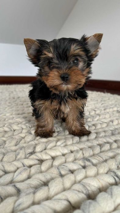 Chłopczyk Yorkshire Terrier Miniaturka z Rodowodem