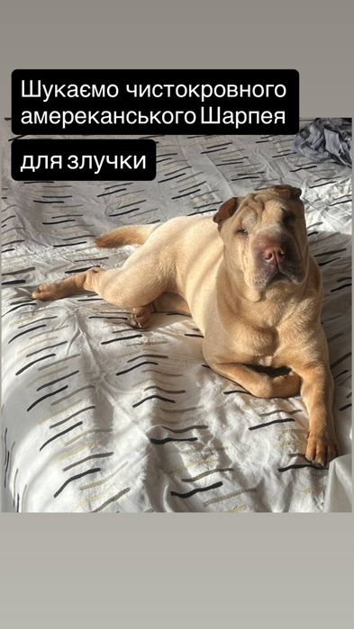 Шукаємо чистокровного амереканського шарпея для злучки