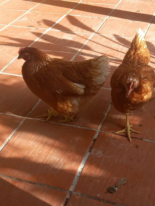 Ovos Galados de Galinhas Poedeiras