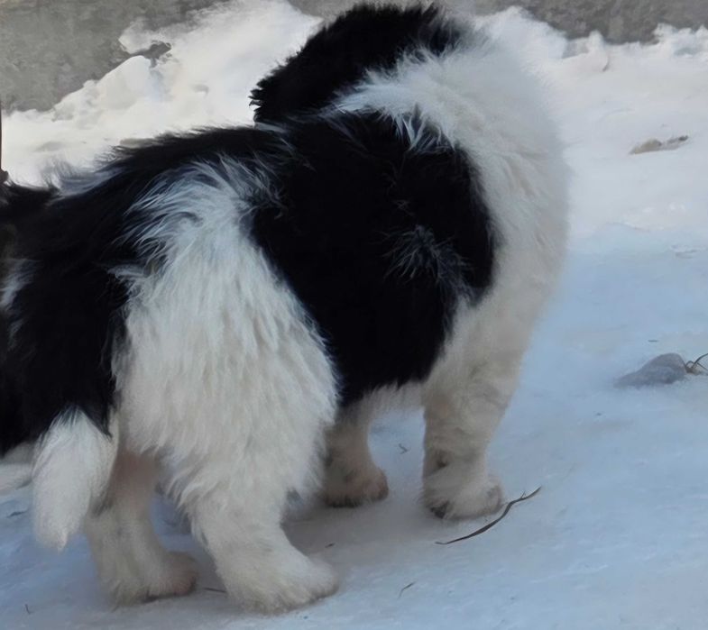 Oddam za darmo pieski