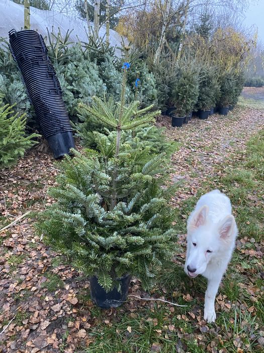 Choinki z dostawa poznan i okolice detal,hurt