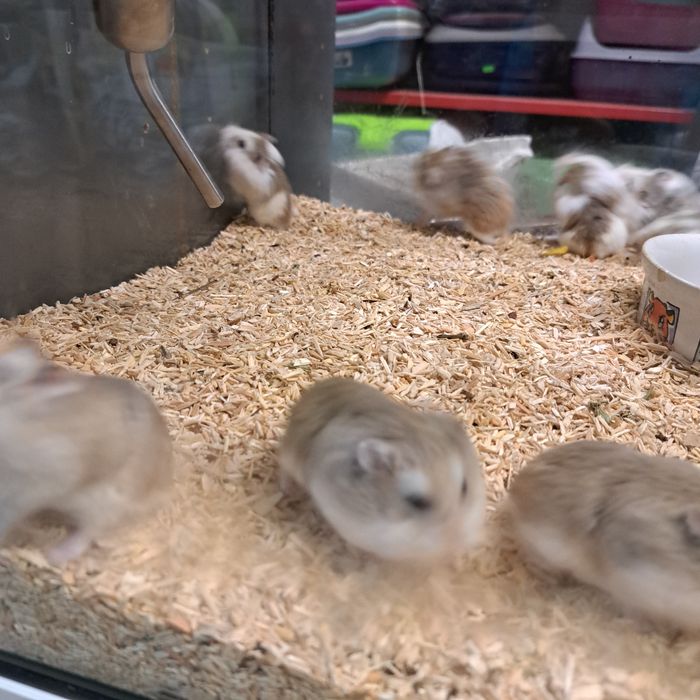 Chomik roborowskiego w pawik.pl sklep zoologiczny