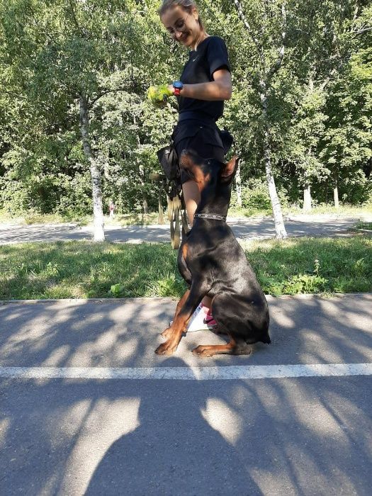 Дрессировка собак