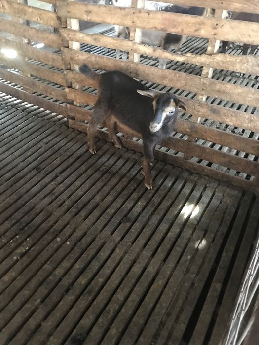 Vendo cabrita com3 meses paracriar