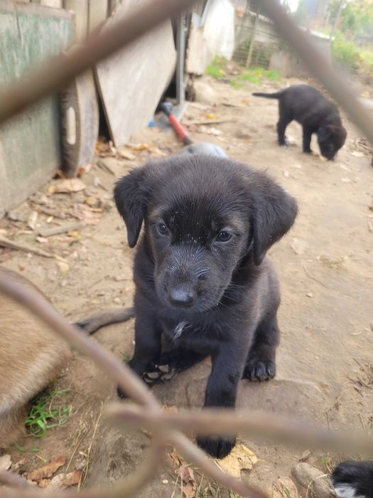Szczeniaki do adopcji