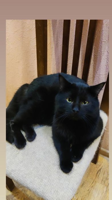 Отдам чёрного кота, 1 год, кастрирован