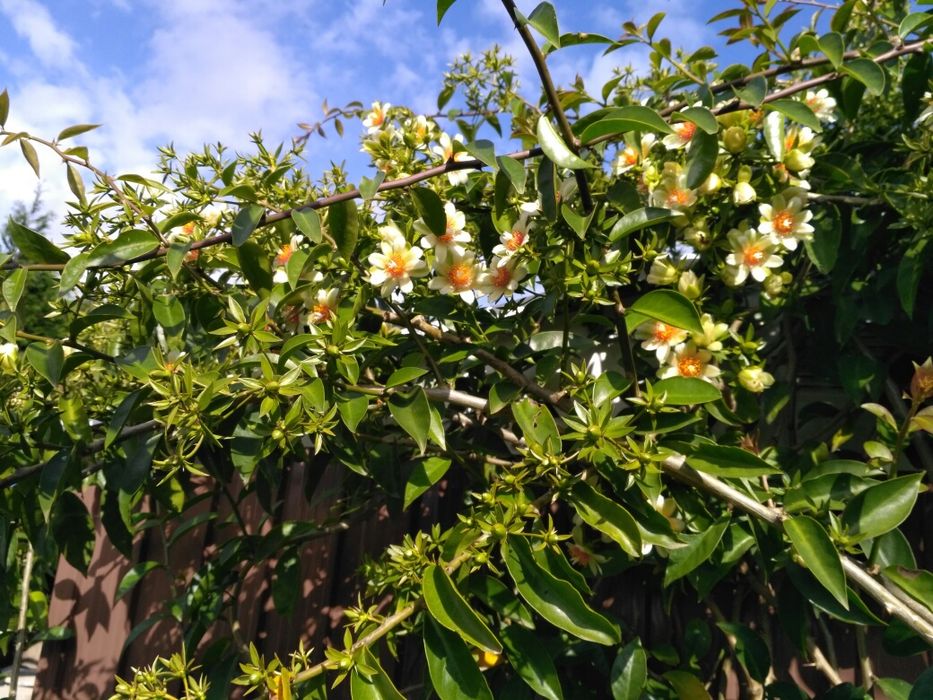 Pereskia Aculeata (Ora Pro Nobis)