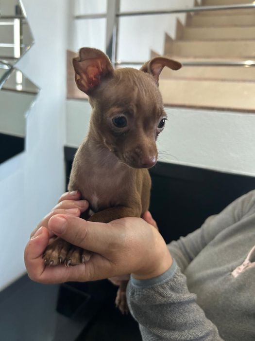 Pinscher miniatura fêmea