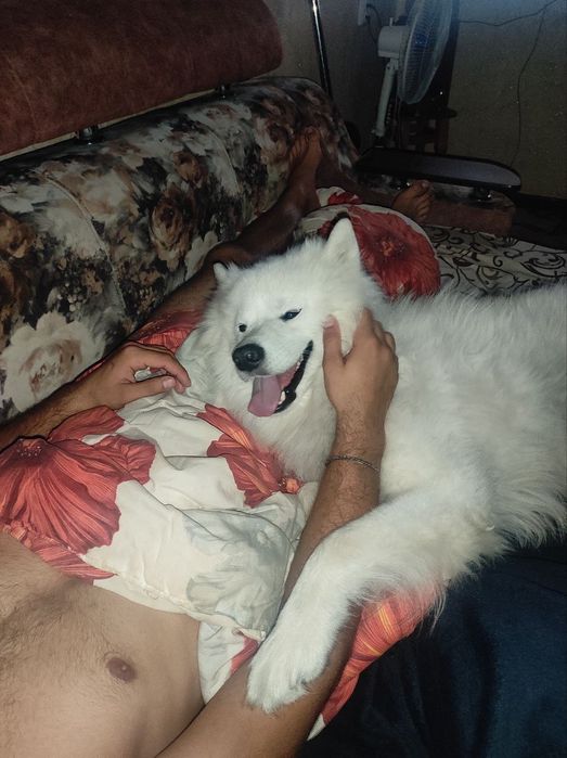 Продаю самоеда мальчика