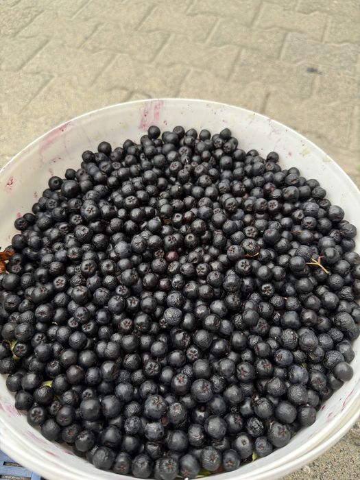 Aronia   Czarna