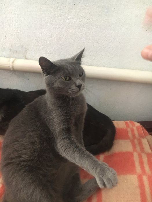 Безкоштовно киця шотландка