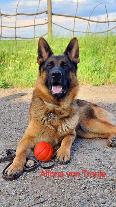 Щенки немецкой овчарки