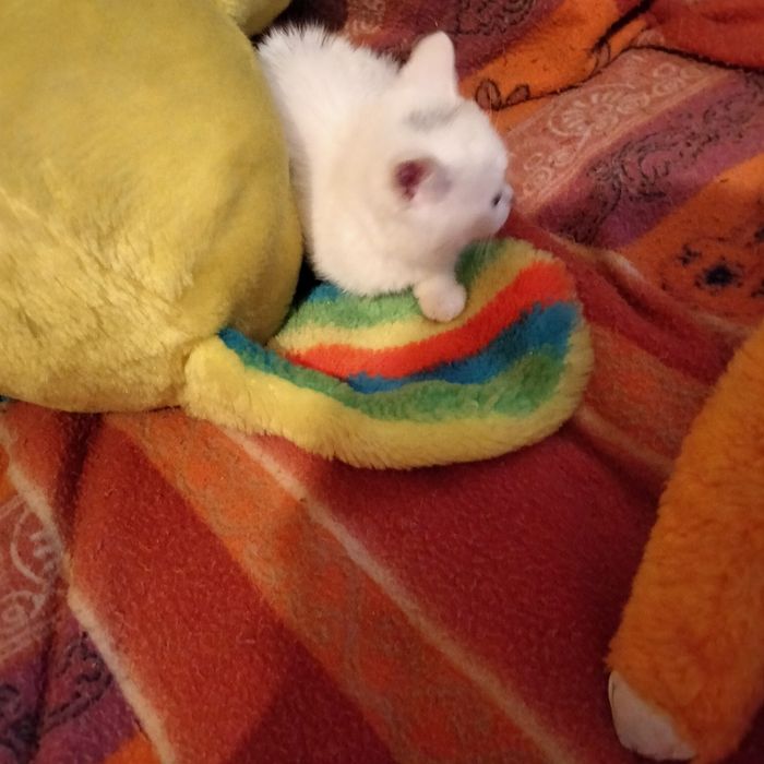 Дівчинка скоттіш страйт