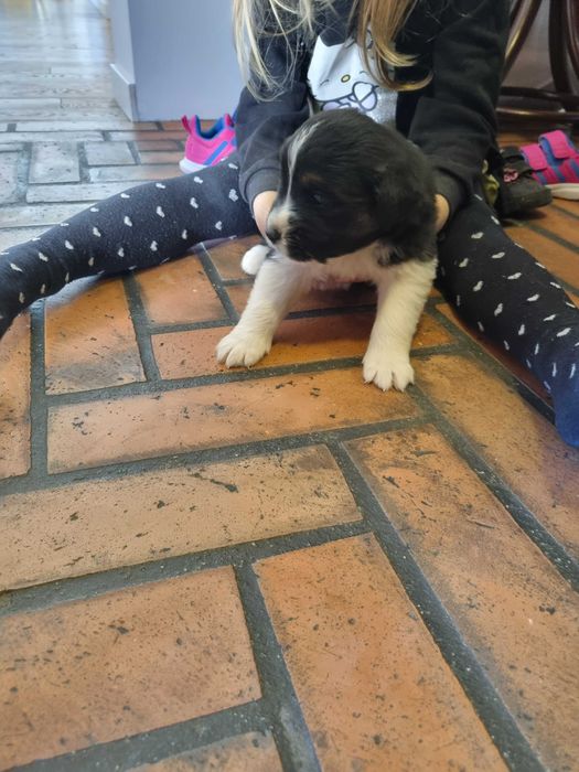 Oddam za darmo pieski