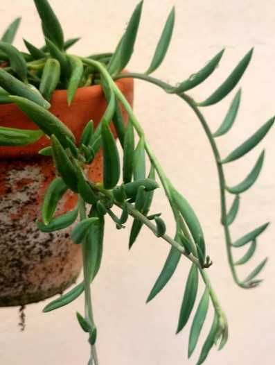 Senecio radicans- Colar de banana