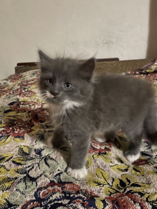 Вусатий Хлопчик Кошеня