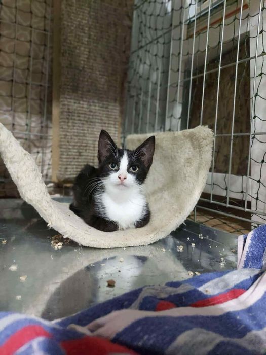 Kotek Rogalik poleca się do adopcji