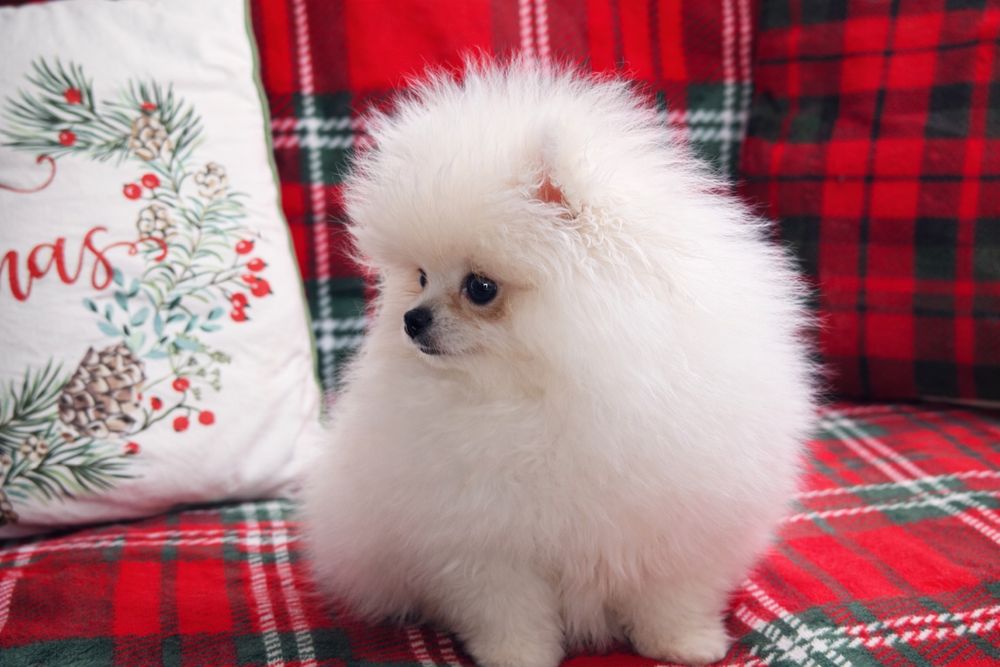 Pomeranian, szpic miniaturowy