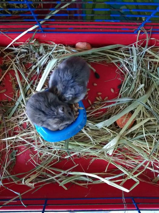 Хомячки Кременчуг