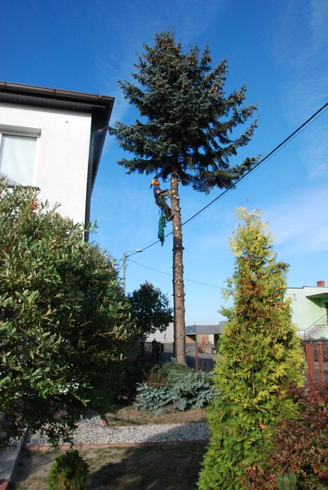 Wycinka, obcięcie drzew metodą alpinistyczną