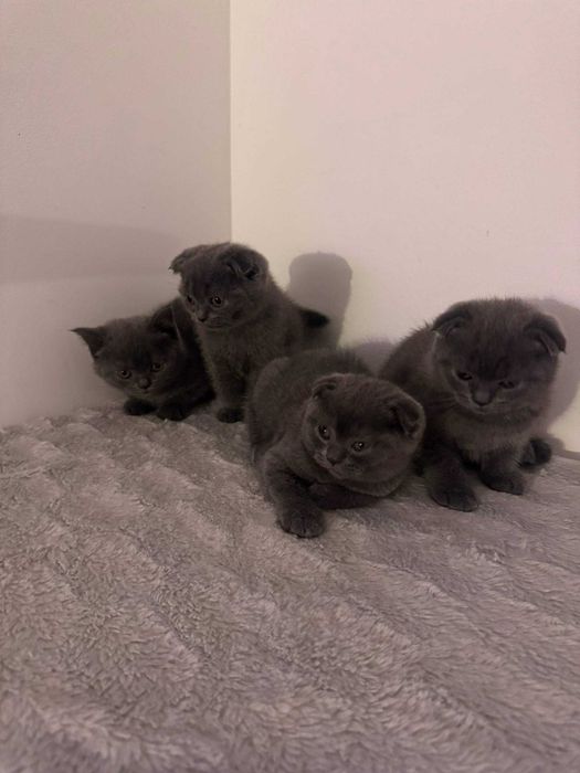 Шотландські котята.