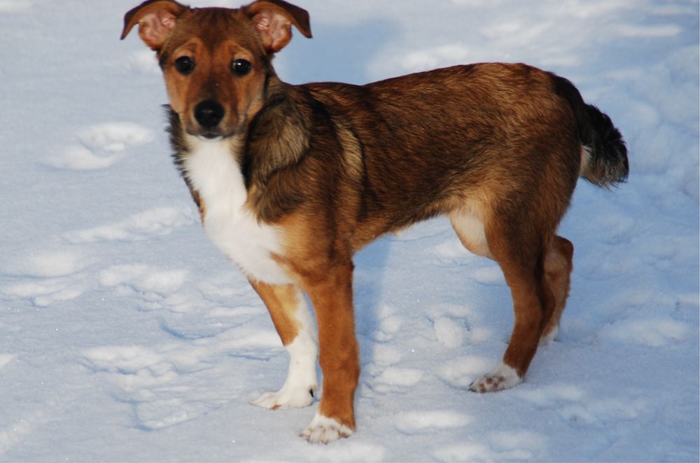 Mała Tola szuka domu