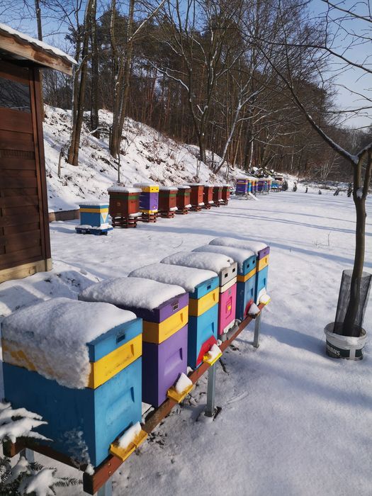 Rodziny pszczele przezimowane