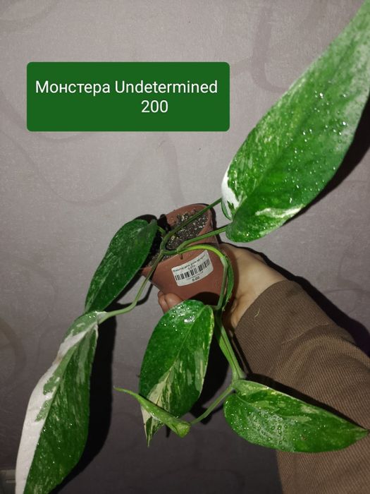 Епіпремнум пінатум варієгатний/монстера Undetermined.