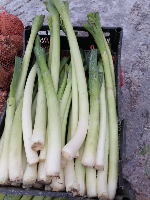 Por pora letni sałatkowy