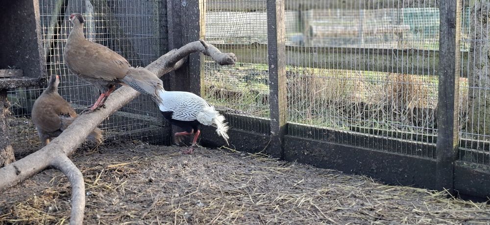 Bażanty srebrne  samiec i trzy samice dwuletnie