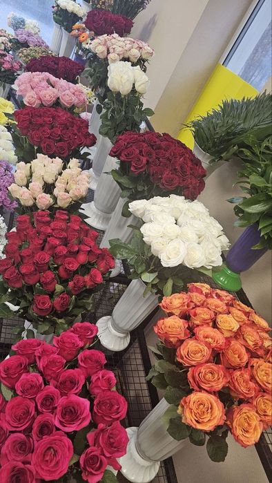 Розы поштучно, и букеты: 51, 101 роза Одесса по оптовым ценам