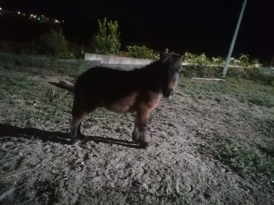 Pônei muito manso