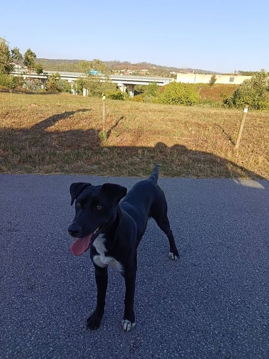 Dou cadela com 1 ano