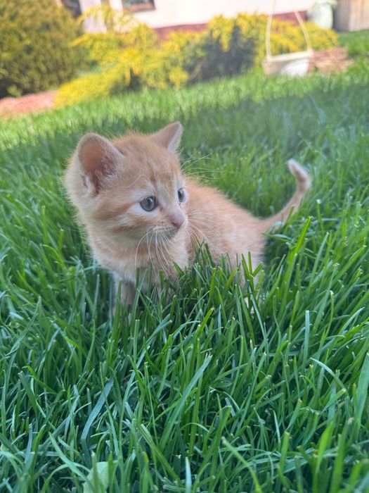 Котята