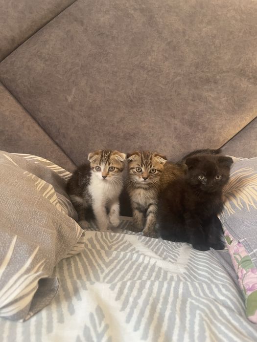Шотландські висловухі кошенята