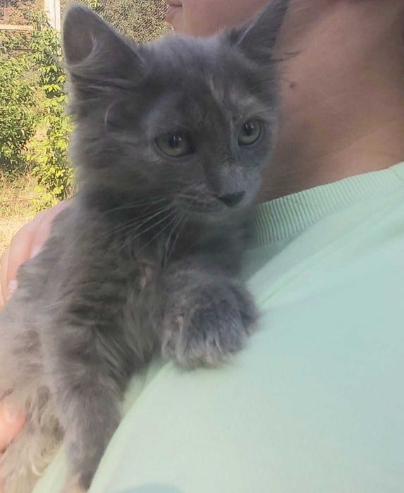 Ненсі кошеня 2 місяці дівчинка кошенята котенок котята киця кішка