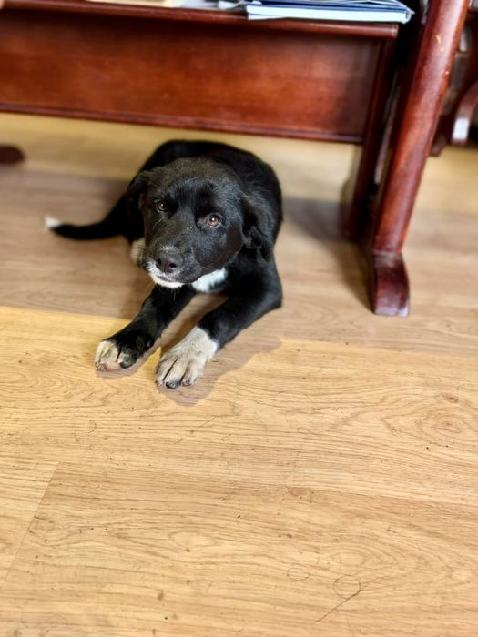 ALBA. 5 mięs. Cudowna subtelna w sunia