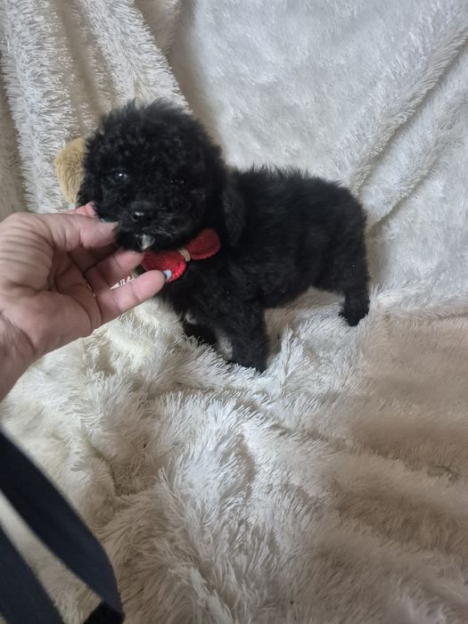 Poodle/ Caniche  Macho Preto Criadora Registada PT 3088 FL