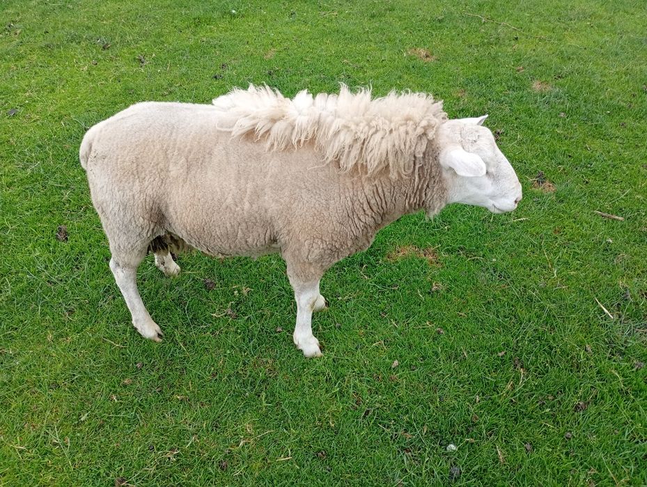 Sprzedam tryka rocznego texel