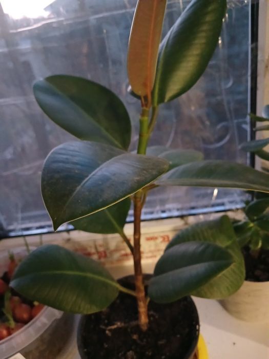 Фикус 1шт с горшком