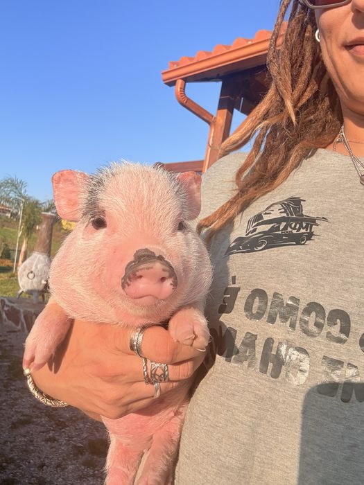 Mini pigs gottingen
