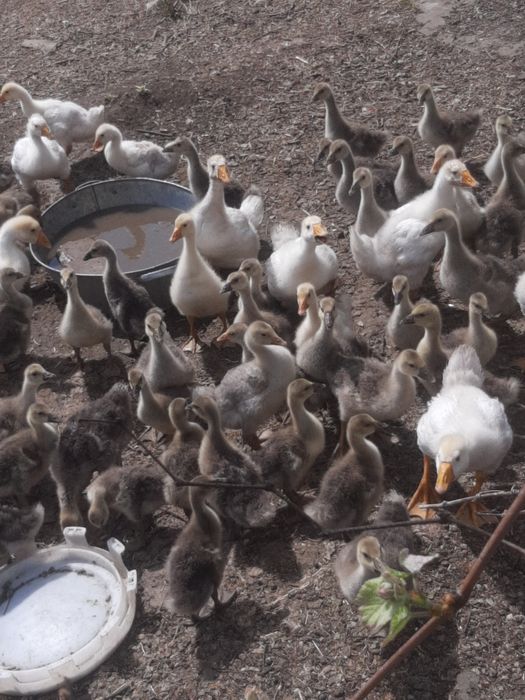 Гусенята добові, Інгулець, Широка Дача, Карпівка, Тихий Став