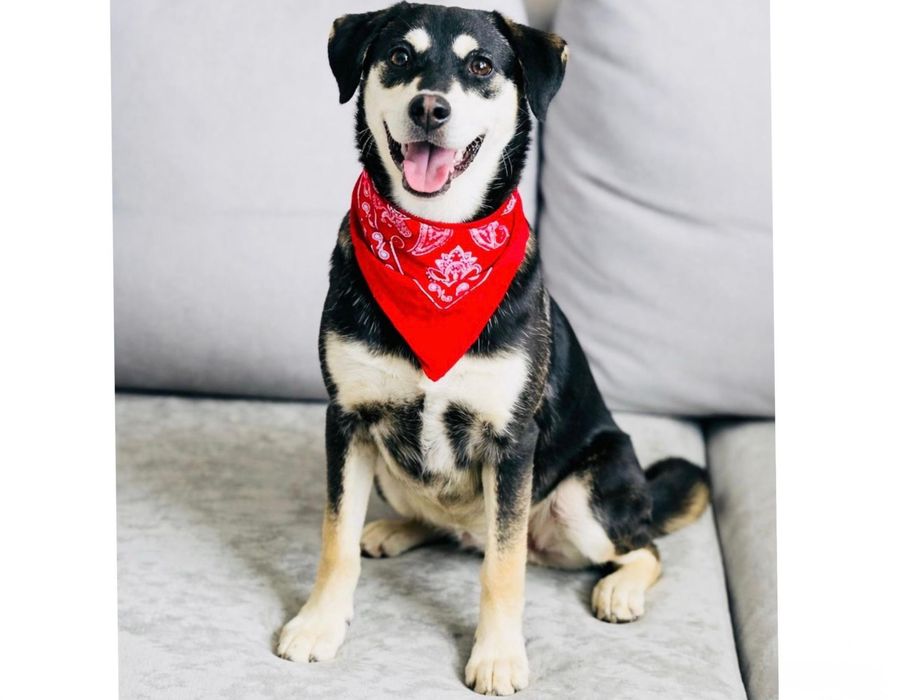 Wyjątkowa Frycia szuka domu na zawsze