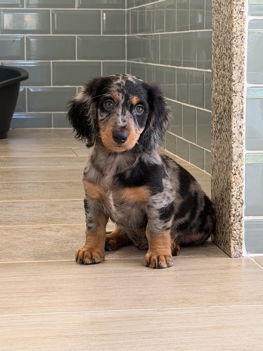 Teckel Black Merle Pelo comprido