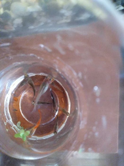 Продам акваріумних рибок Гуппі