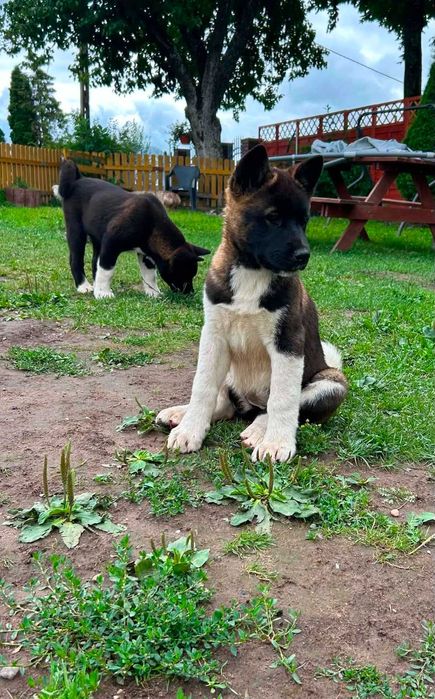 Akita amerykańska cała Polska