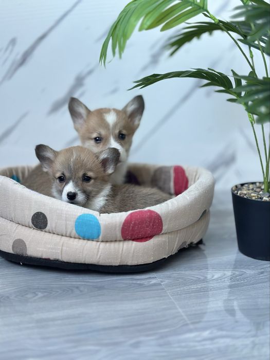 Сімейні дівчатка вельш коргі Пемброк — ідеальні для дому з дітьми