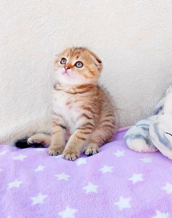 Золотий шиншила таббі хлопчик ведмедик