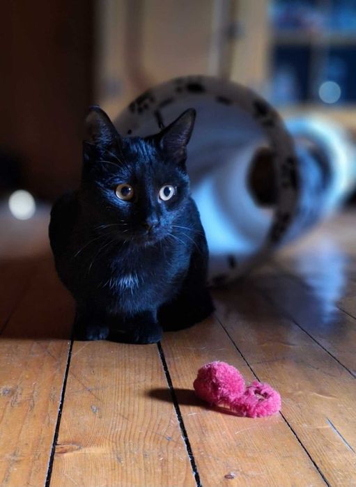 Dwie młode kotki szukają wspólnego domu!